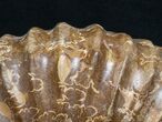 Huge ( Wide) Mantelliceras Ammonite #8756-3